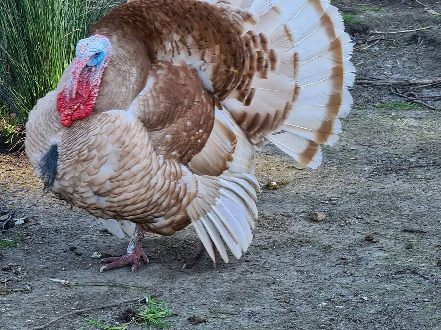A turkey with brown and white feathers standing on a dirt path.