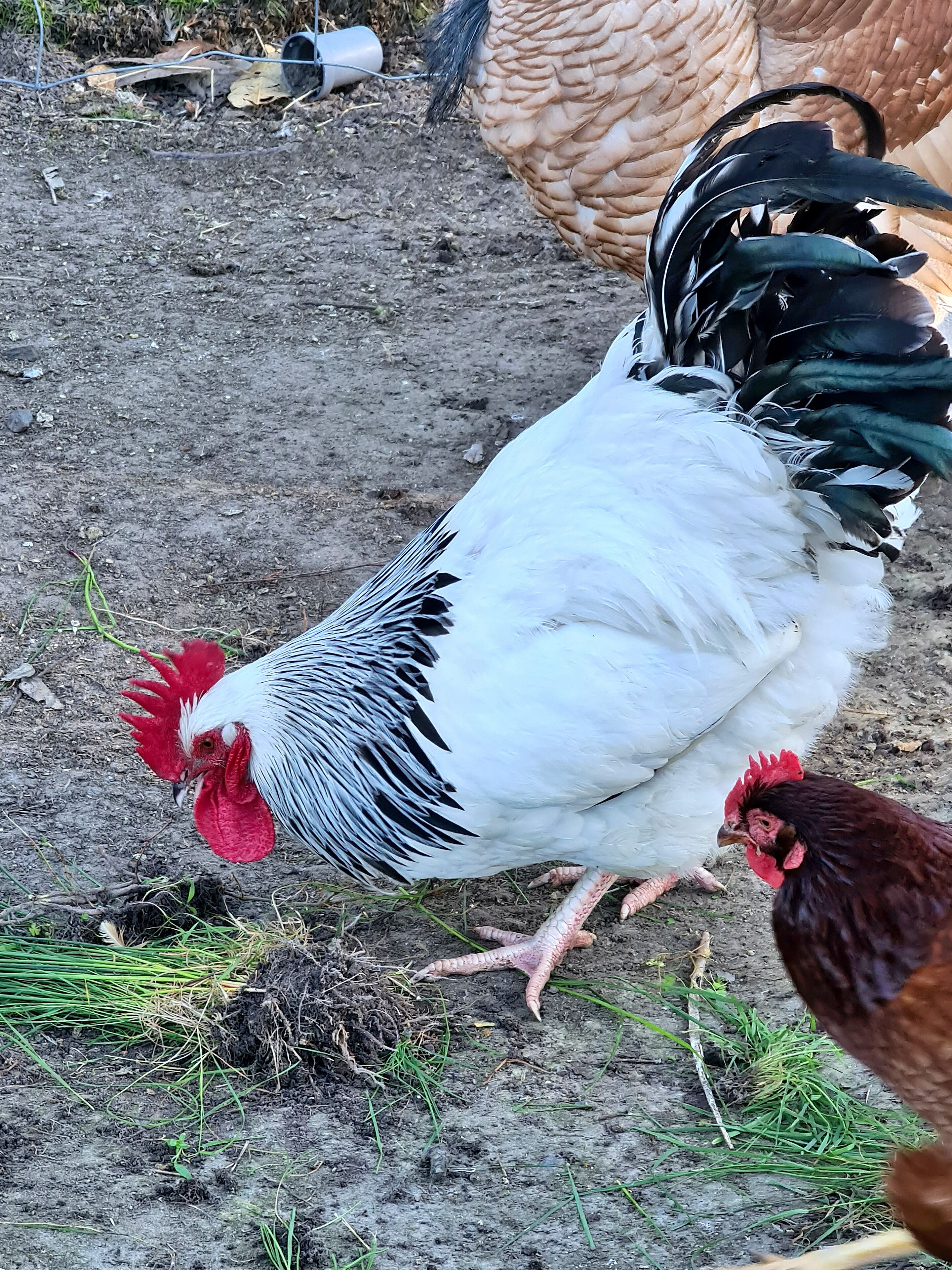 A chicken with a red comb and white feathers, standing on muddy ground with sparse grass.