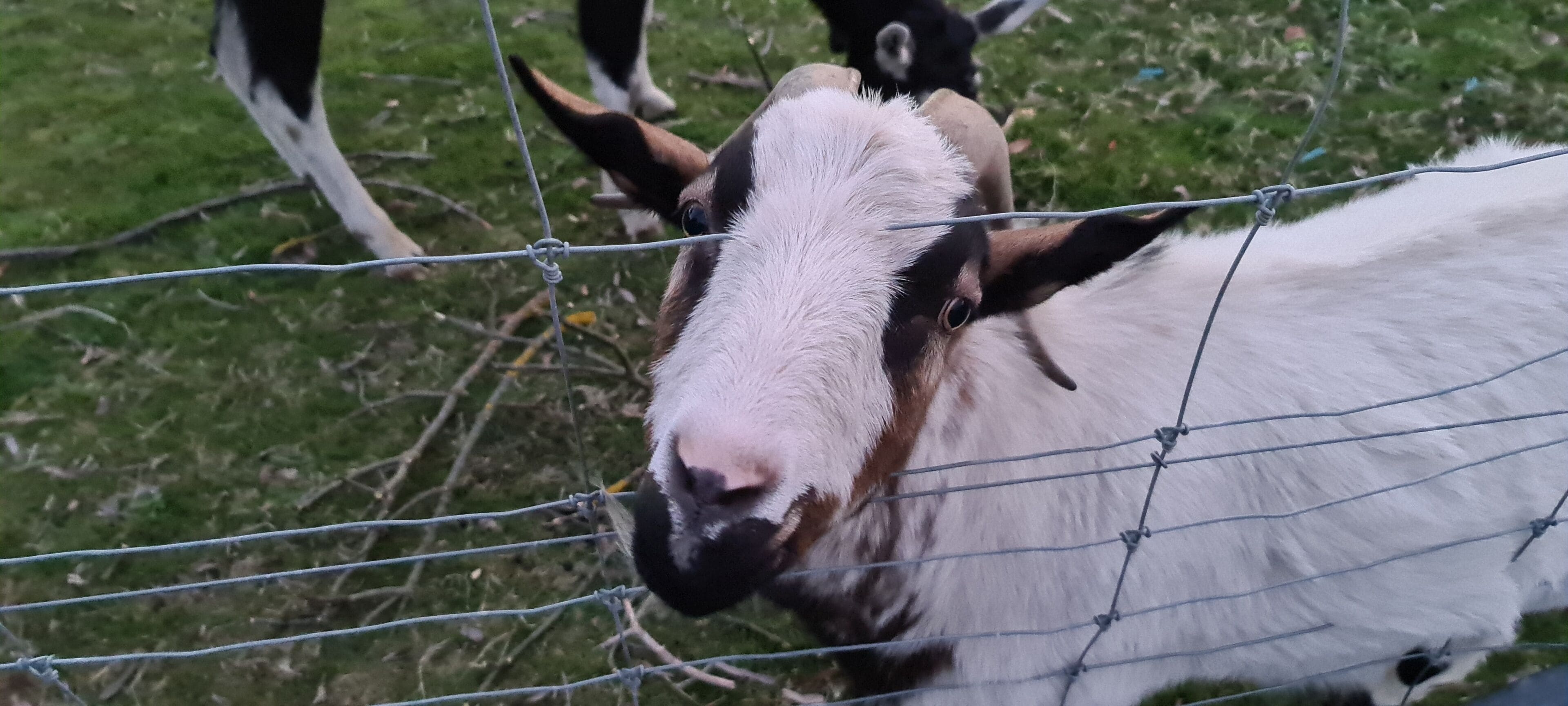 A close-up of a goat's face behind a wire fence.