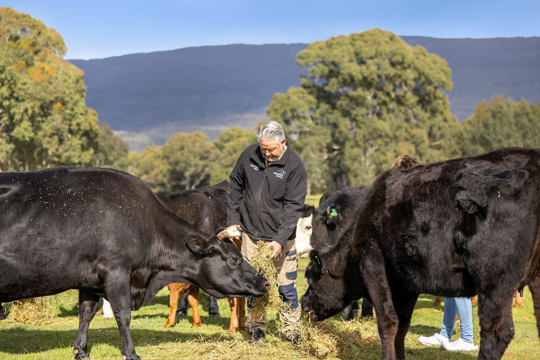 Uma pessoa alimentando vacas em um campo gramado, com árvores e montanhas ao fundo.