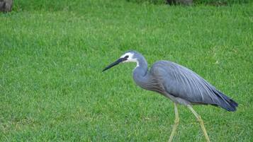 A bird standing on grass.