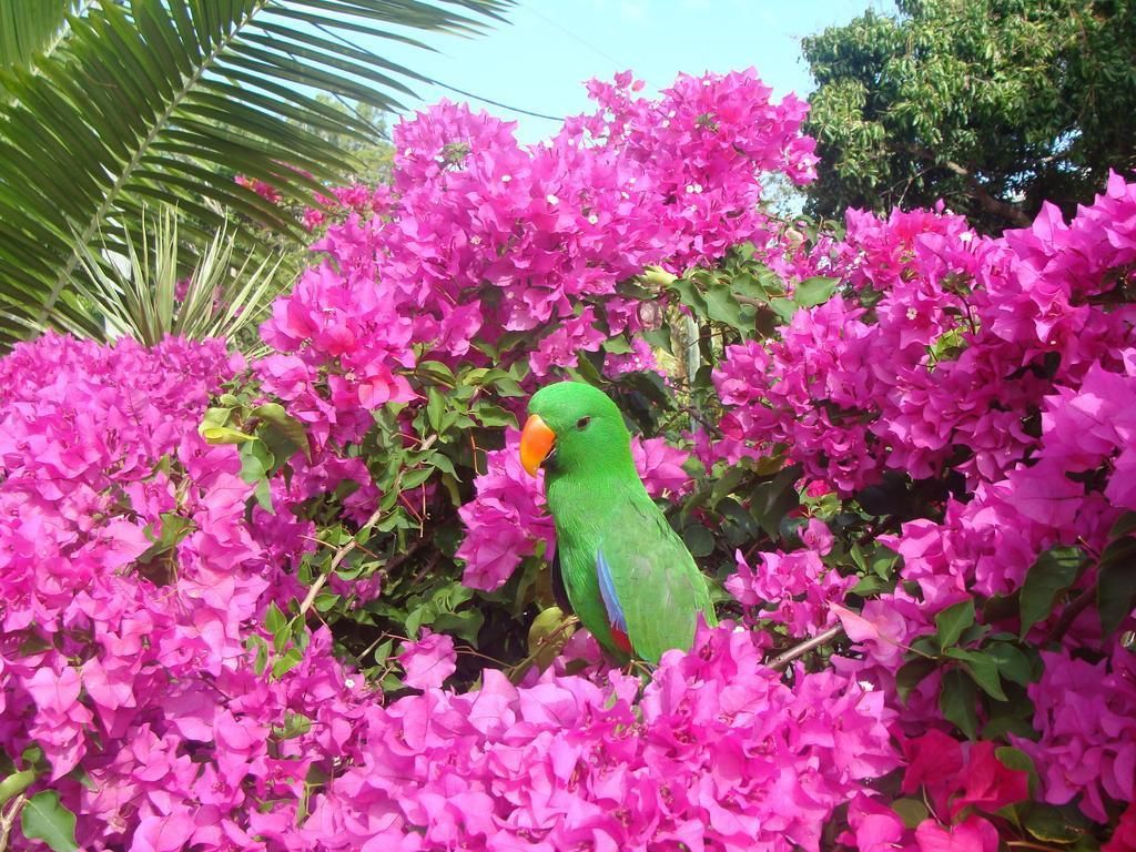 Un perroquet au milieu de fleurs d'un rose éclatant.
