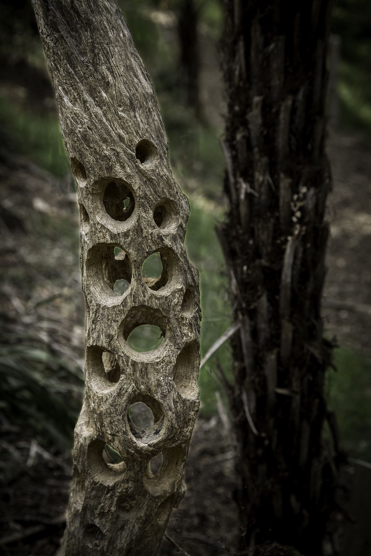 A tree trunk with multiple circular holes.