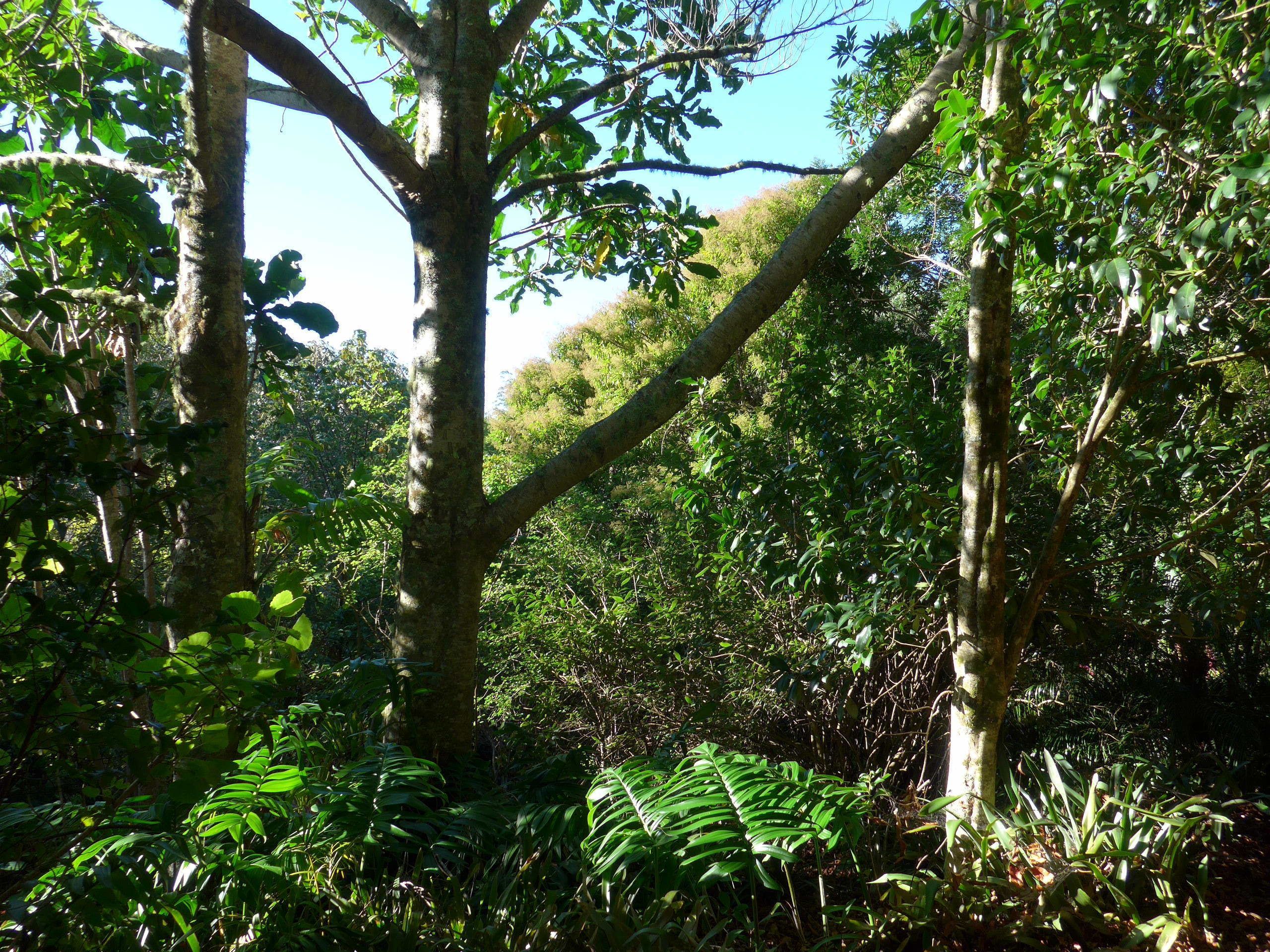 A dense forest with tall trees and thick underbrush.