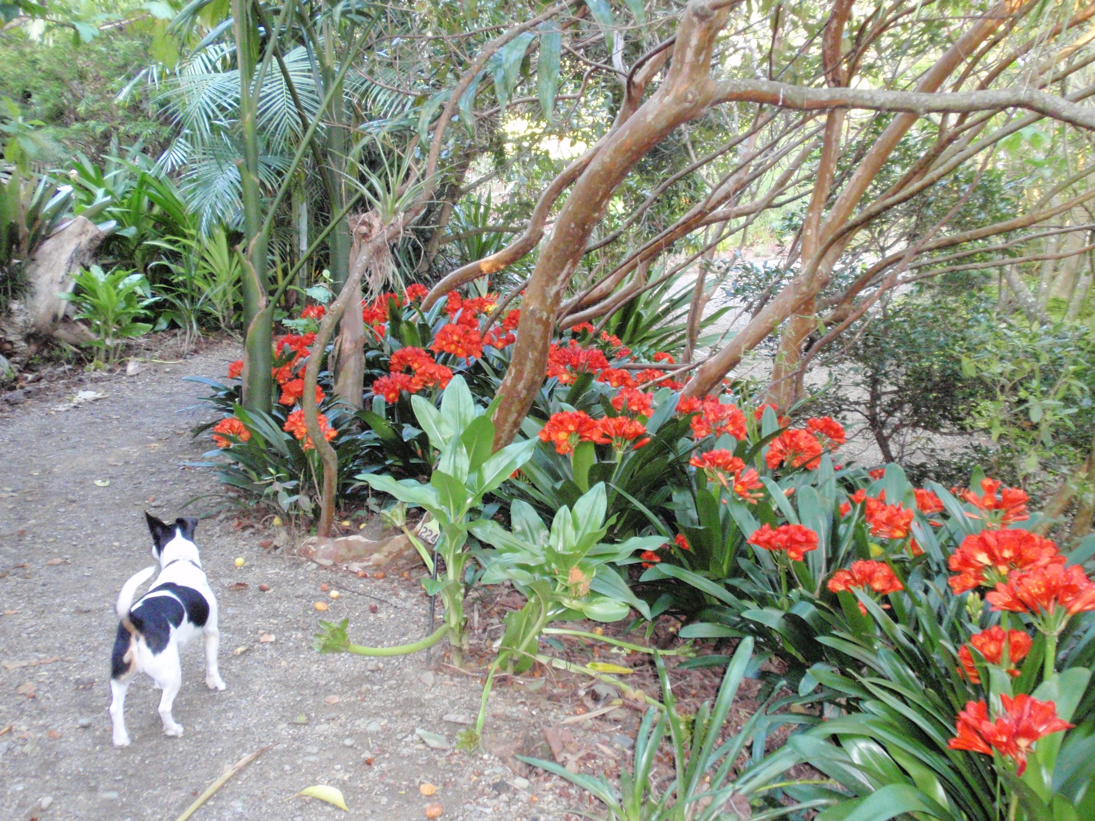 A dog walking on a dirt path surrounded by lush greenery and vibrant red flowers.