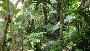 A lush indoor garden with various tropical plants and a small stream. - Wharepuke Subtropical Accommodation (Kerikeri)