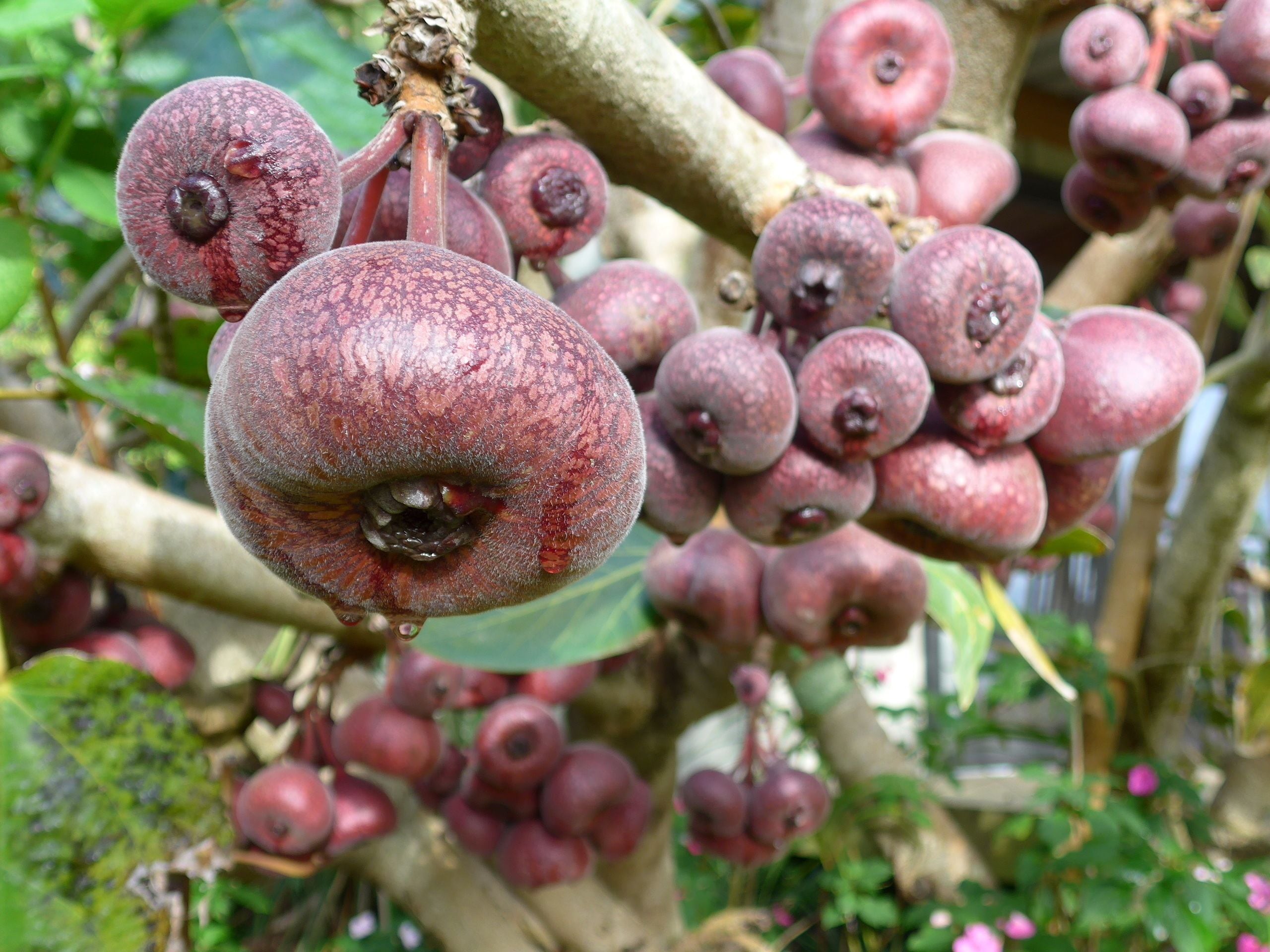 Primer plano de un árbol con frutos redondos de color rojo púrpura colgando de sus ramas.