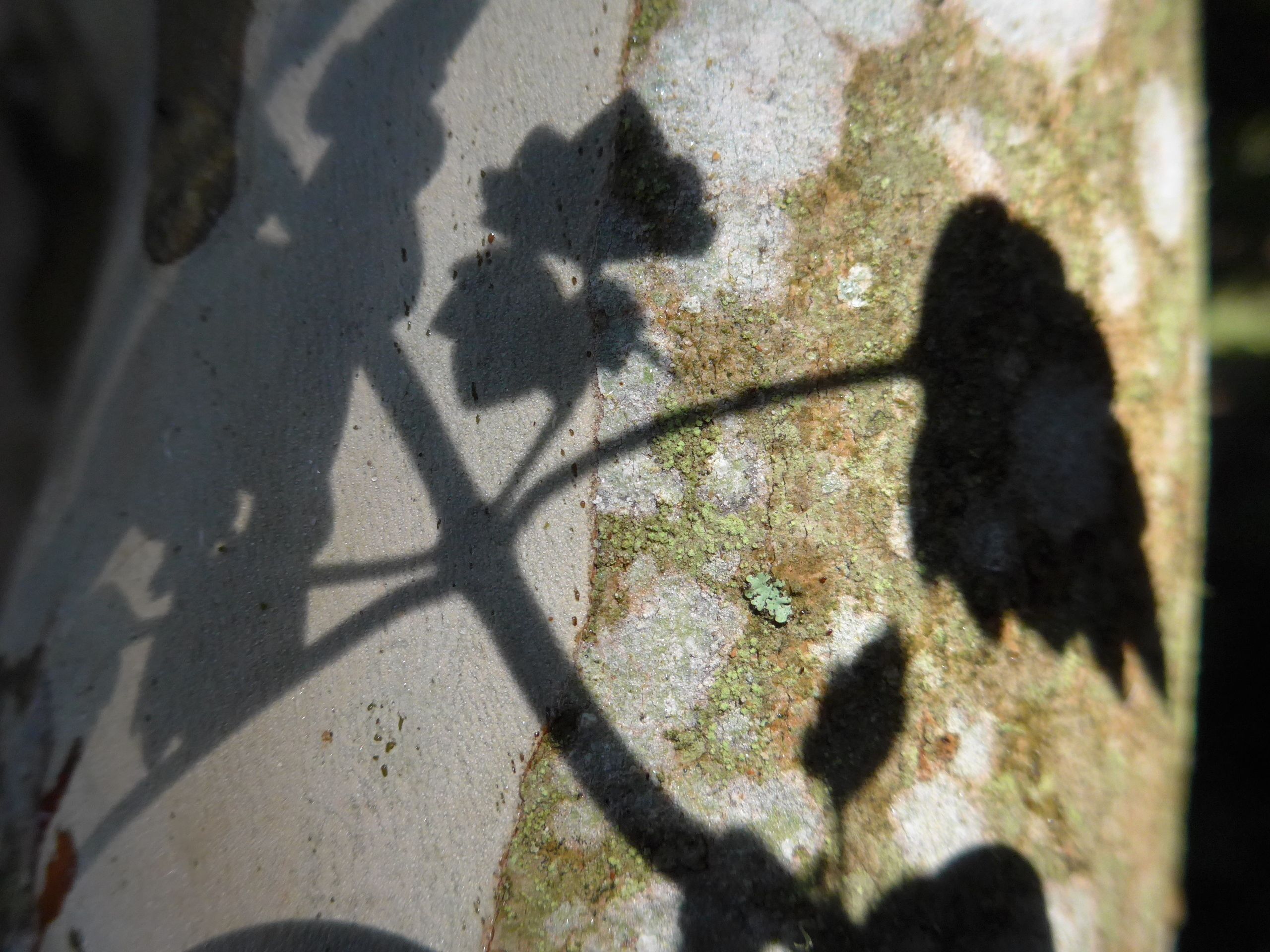 A shadow of a bicycle on a stone surface with moss.