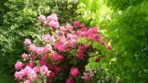 Garden - Harrogate Gardens Motel Hanmer Springs (Hanmer Springs)
