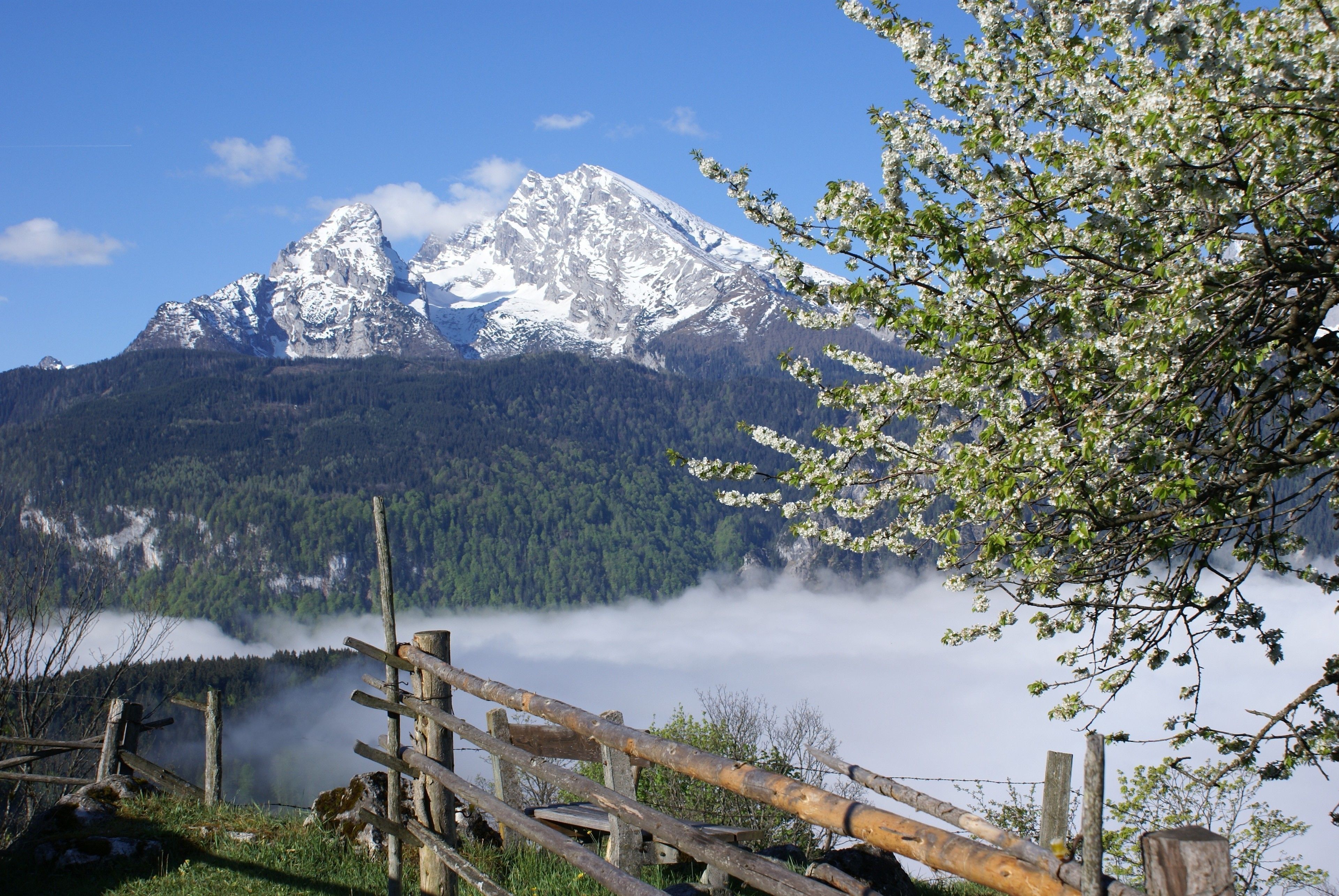 A mountain landscape with a wooden fence, a wooden bench, and a tree with white blossoms.