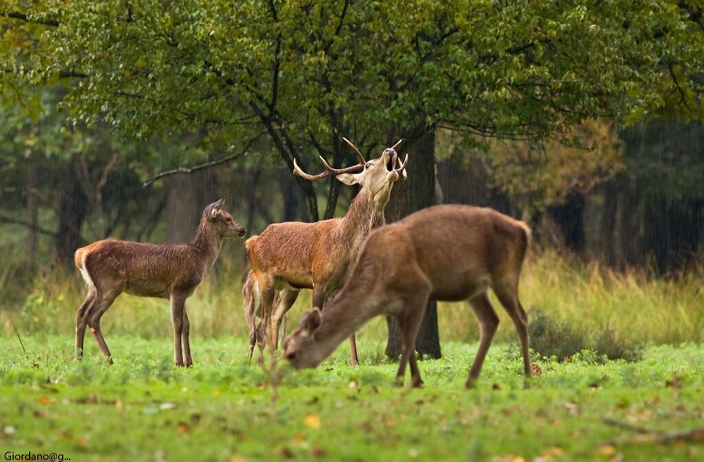 A group of deer in a grassy field with trees in the background.