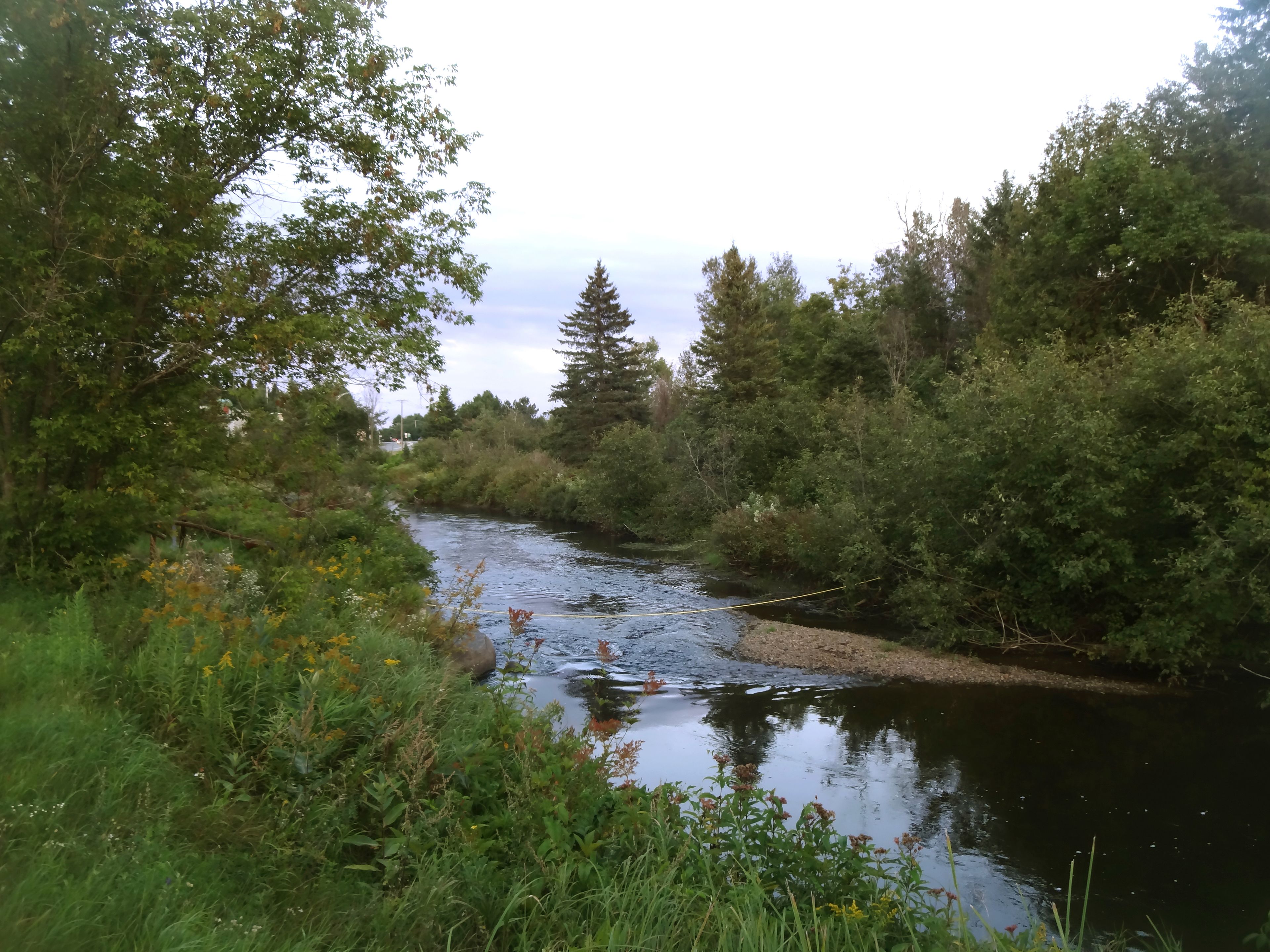 Un río rodeado de abundante vegetación y árboles.