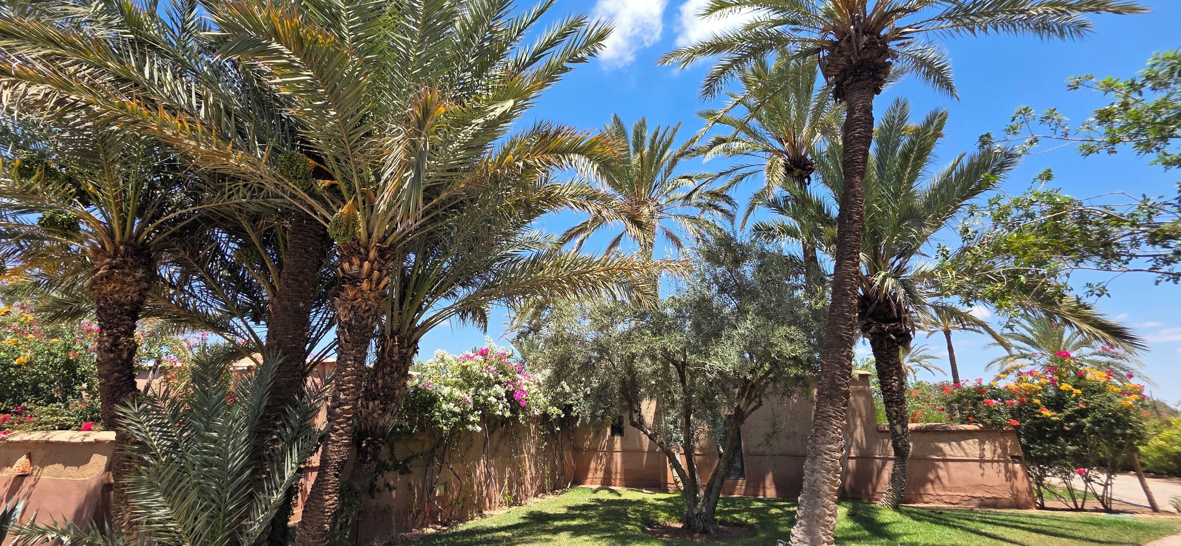 A garden with palm trees and flowering plants.