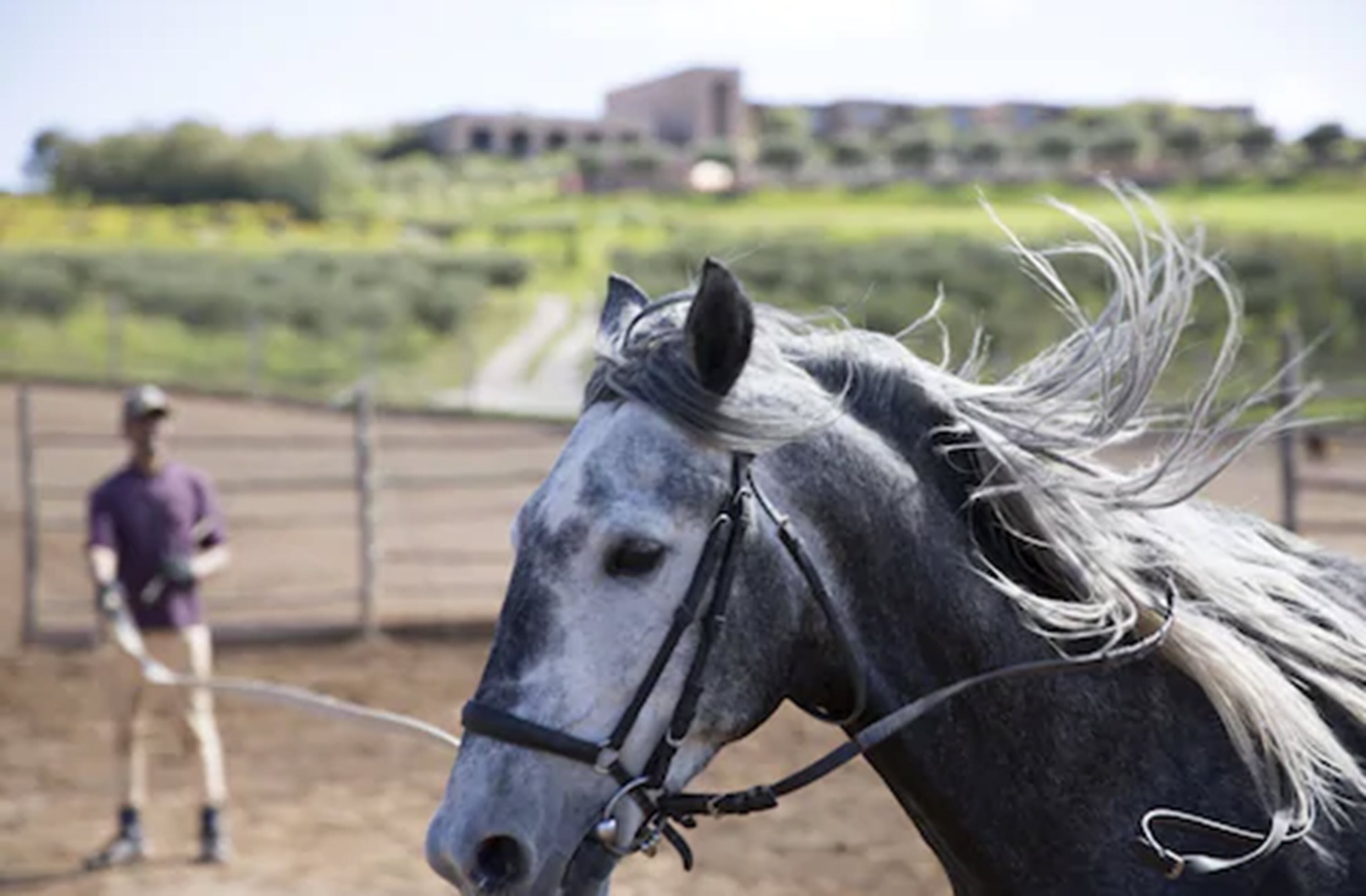Un caballo con melena blanca y un jinete al fondo.