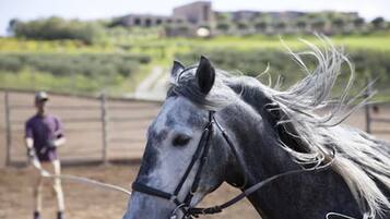 Un caballo con melena blanca y un jinete al fondo.