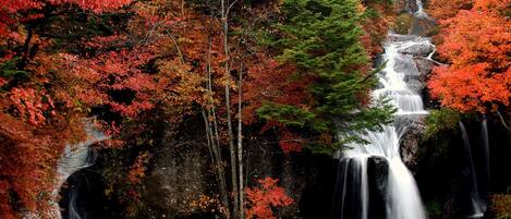 A waterfall surrounded by autumn foliage.