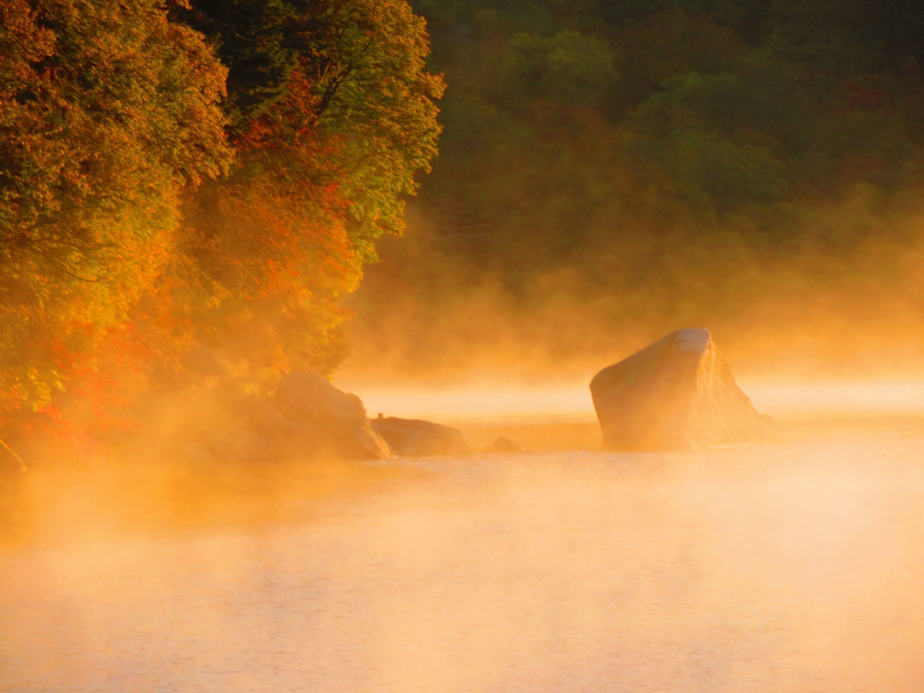 A misty landscape with a large rock formation and dense foliage.