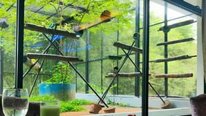 A dining table with various dishes, a glass of water, and a view of a green outdoor area through large windows. - The Orchard Resort & Spa Melaka (Alor Gajah)