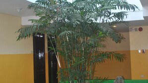 A plant in a lobby with a yellow and green wall, a black door, and a stone path. - Go Hotels Tacloban (Tacloban)