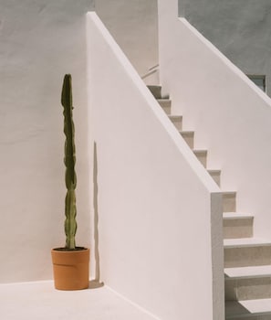 A staircase with white walls and a potted plant.