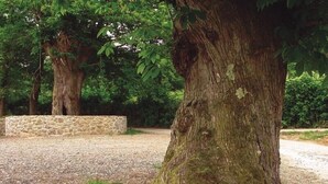 Un chemin de gravier bordé d’arbres, avec un mur de pierre en arrière-plan.