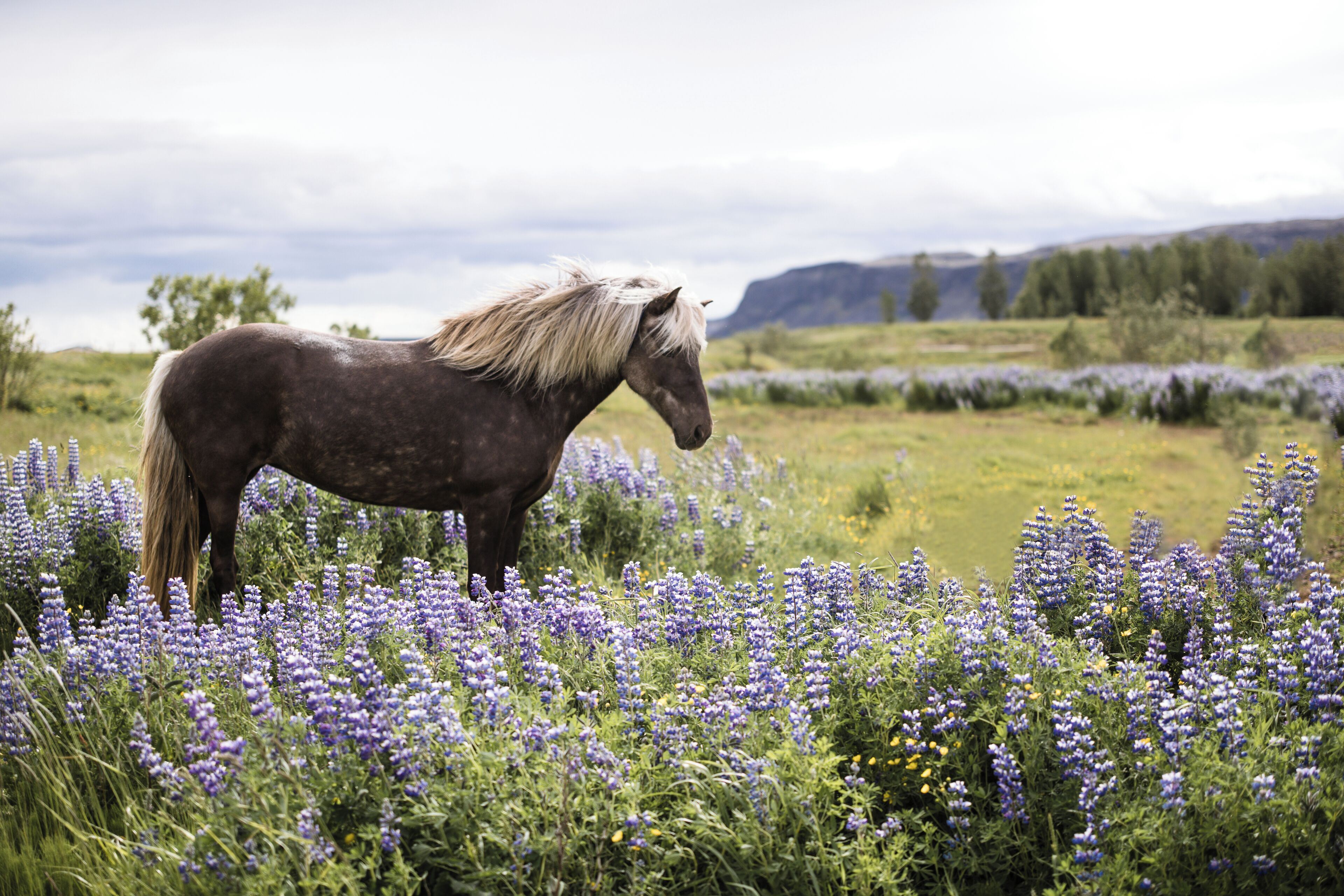 Un caballo de pie en un campo de flores moradas.