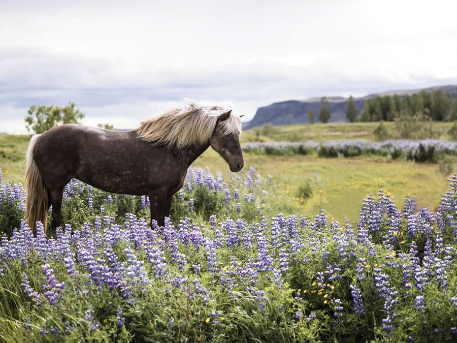 Un caballo de pie en un campo de flores moradas.