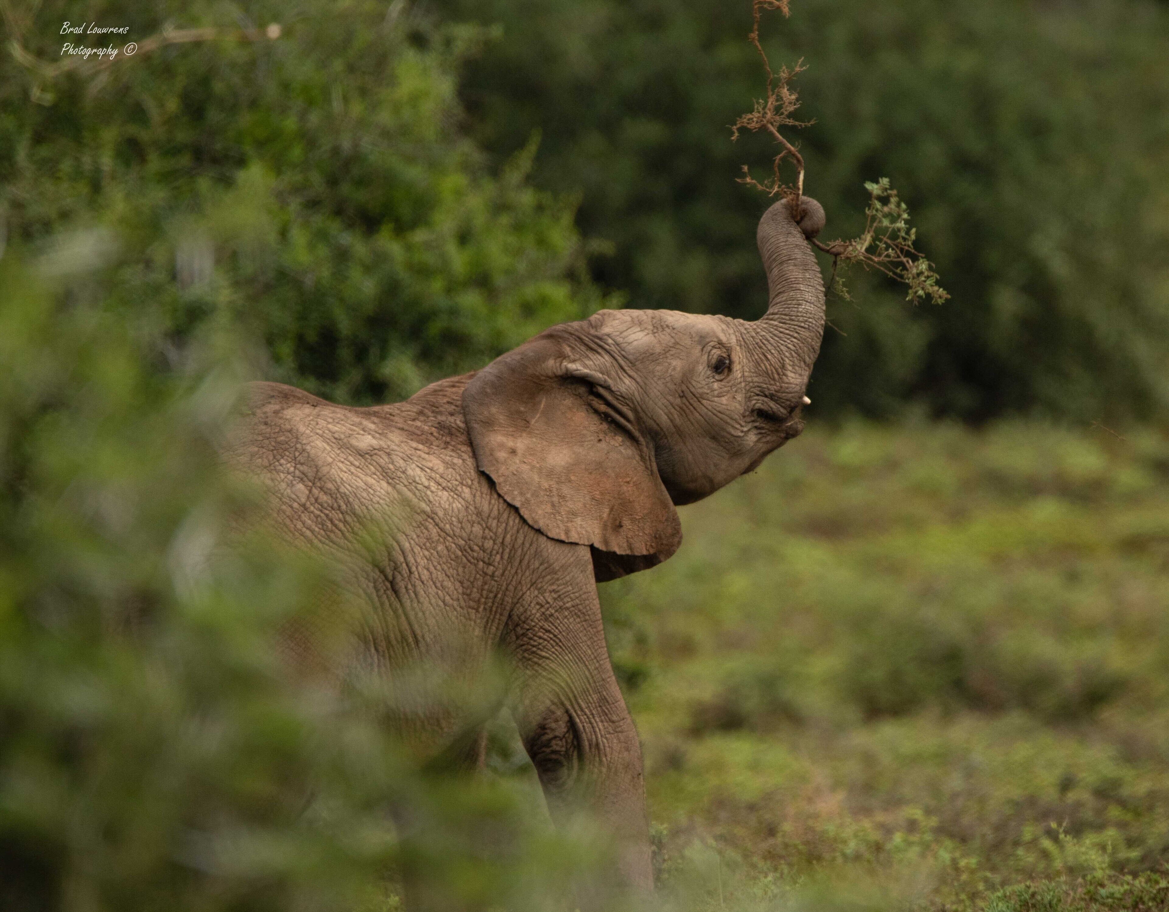 An elephant in a natural setting with greenery in the background.