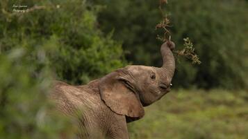 An elephant in a natural setting with greenery in the background.