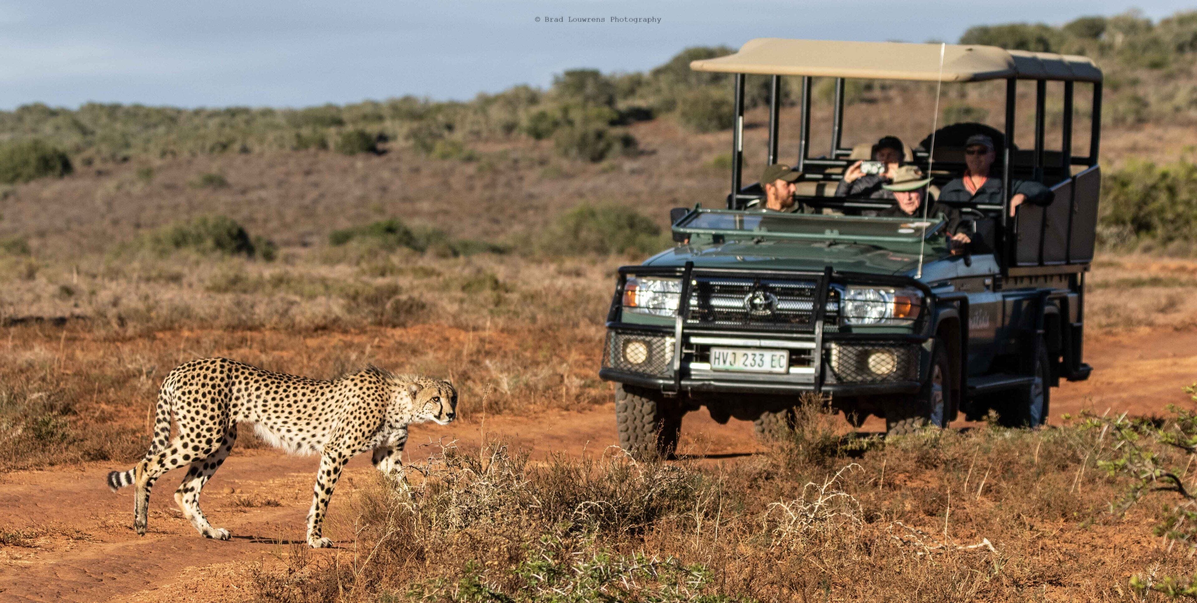 A safari vehicle with passengers observing wildlife.
