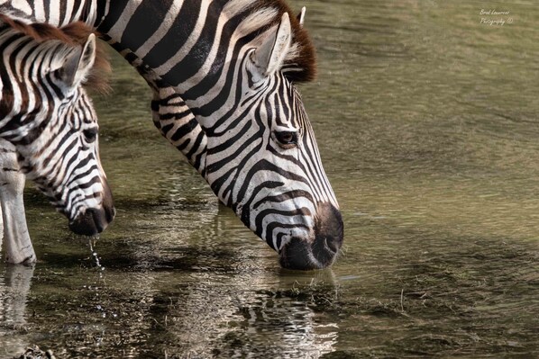 Una cebra bebiendo agua.
