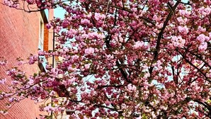 Una calle arbolada con cerezos en flor, un edificio de ladrillo y un hidrante.