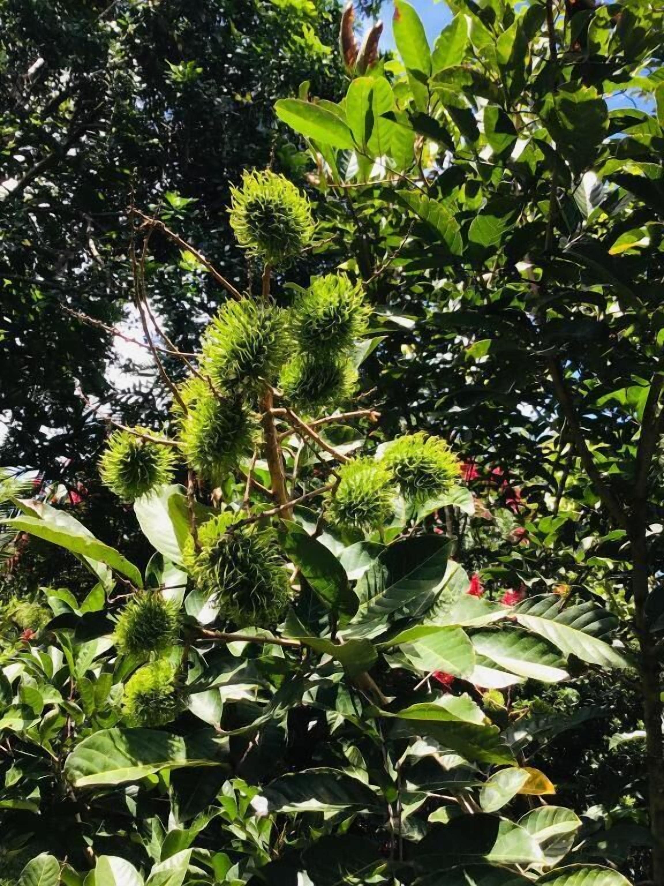 Photo - B&B Garden Grecia