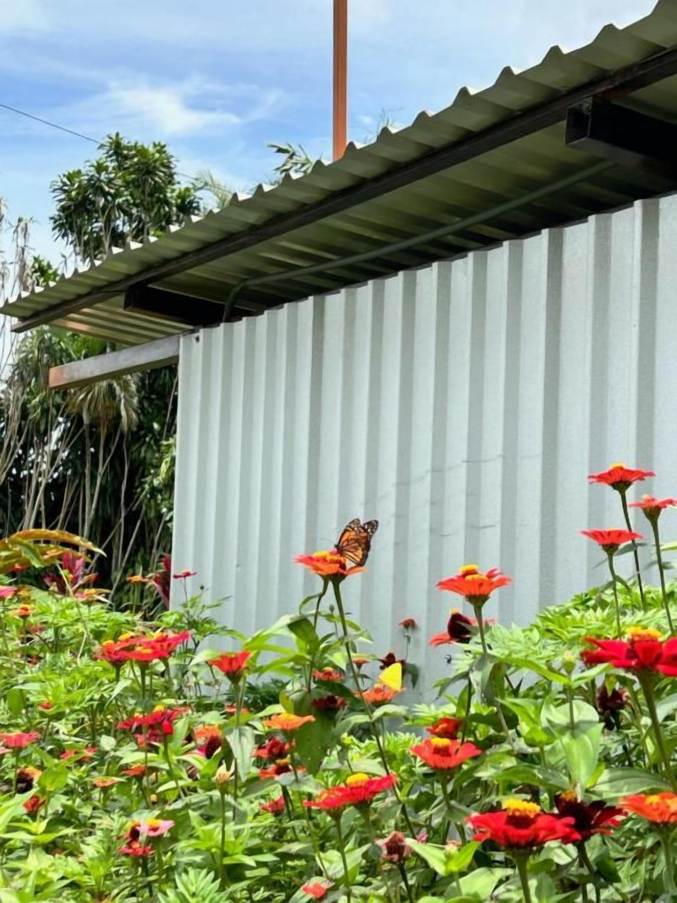 A butterfly on a flower, a corrugated metal roof, and a white wall.