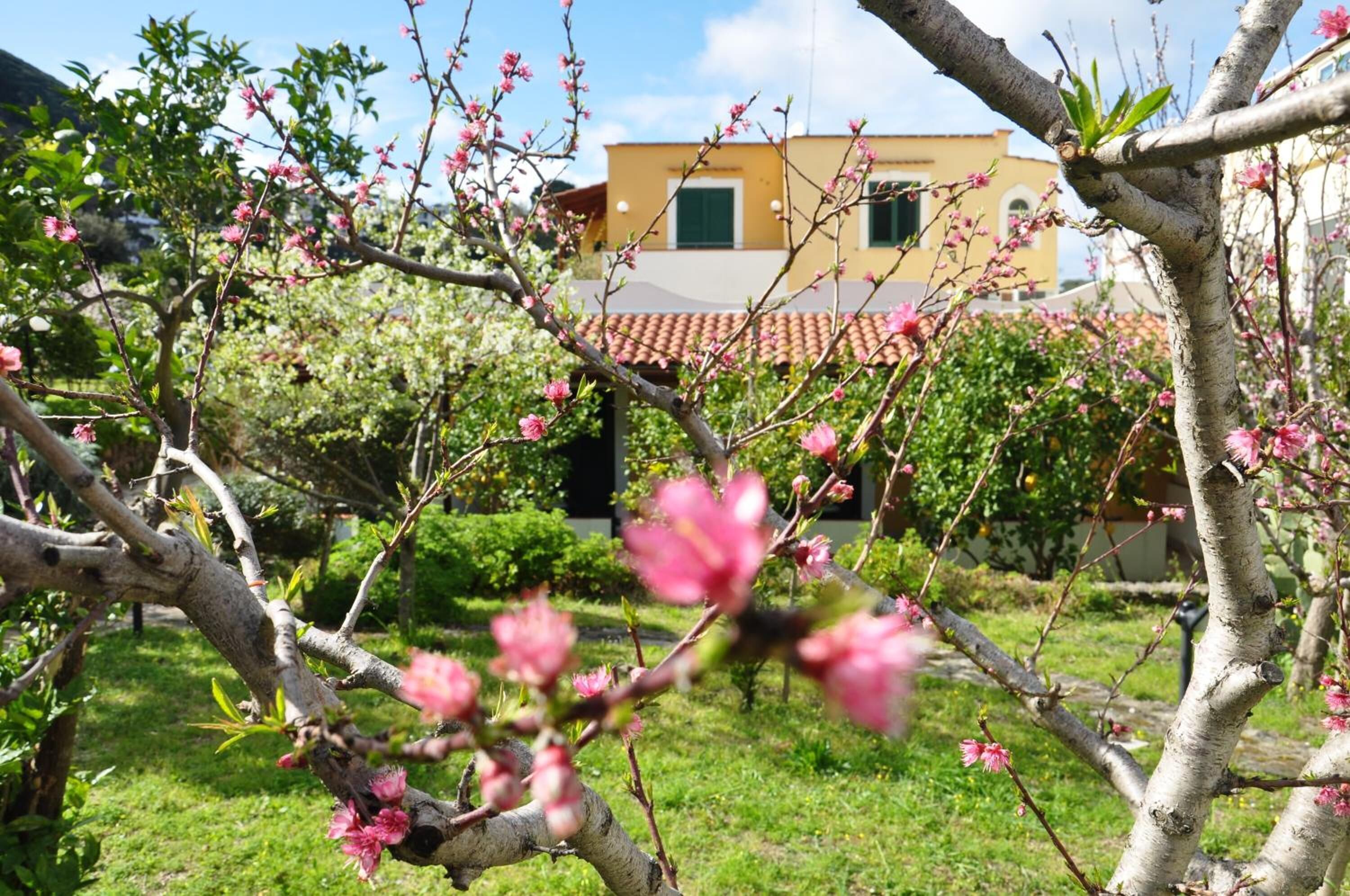 A garden with blooming trees and a building with a tiled roof in the background.