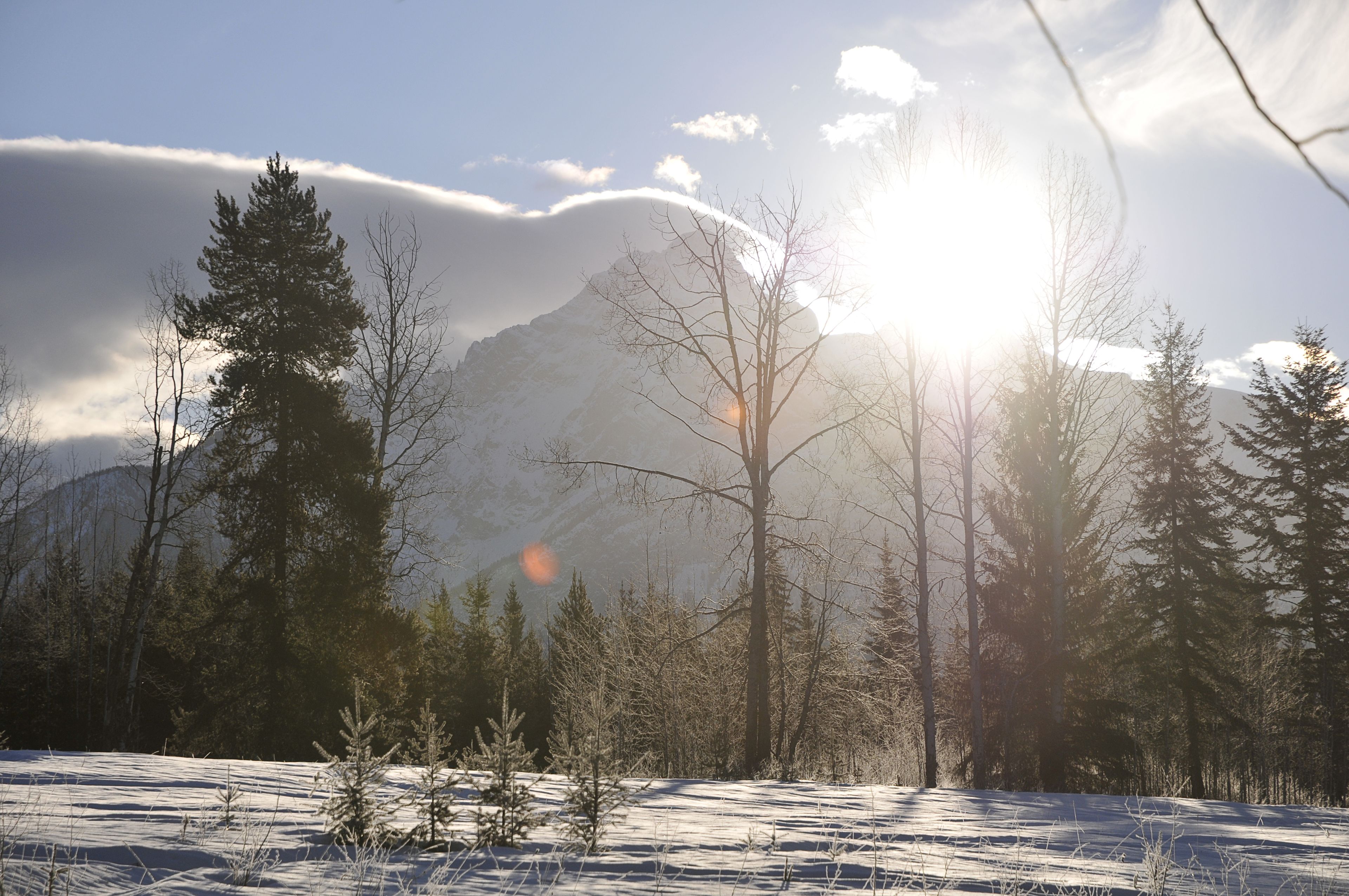 Un paysage enneigé, avec des arbres et des montagnes en arrière-plan.