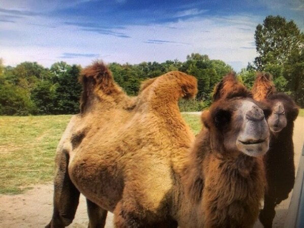 Three camels standing in a grassy area with trees in the background. - Quality Inn & Suites Caldwell I-77 (Caldwell)