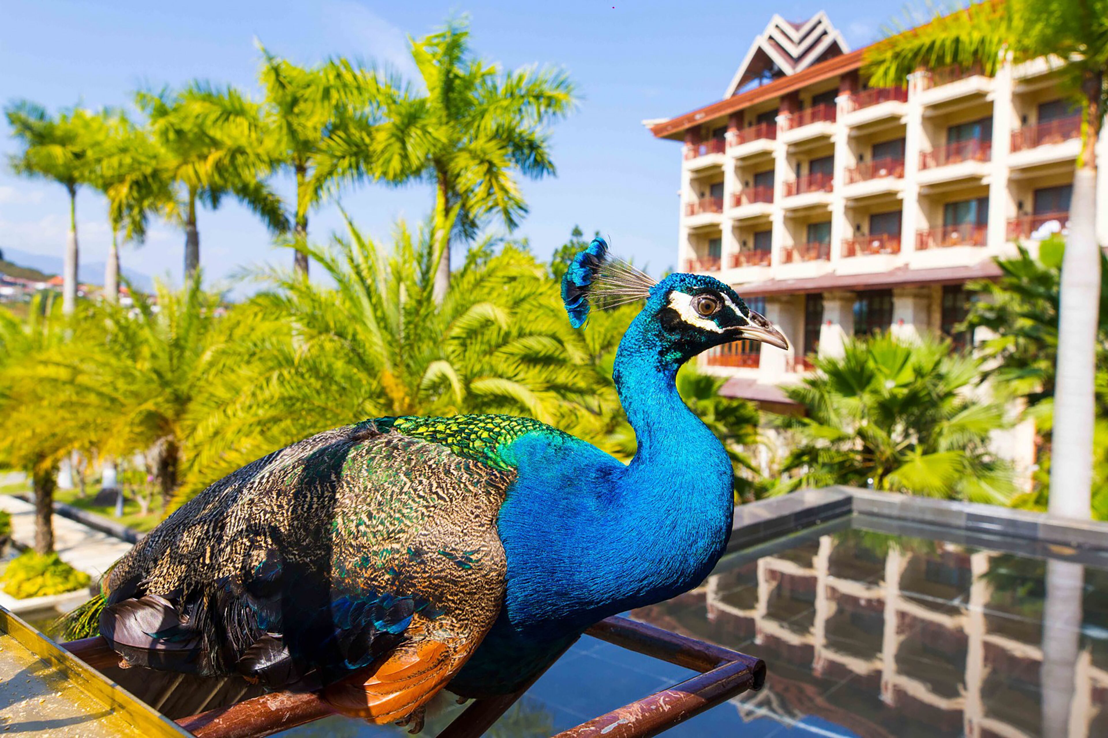 Um pavão sobre um corrimão de vidro, com um hotel e palmeiras ao fundo.