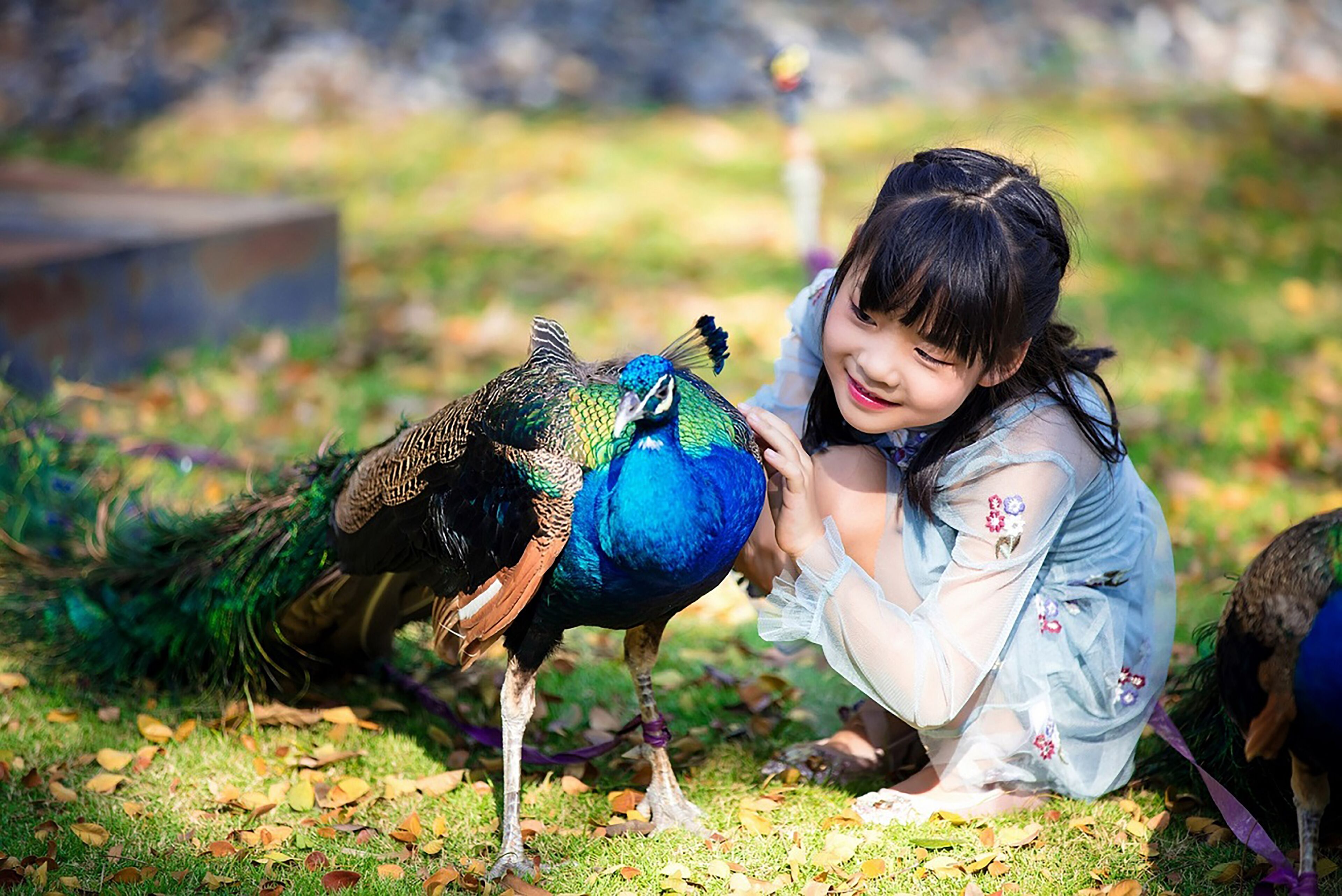 Un pavo real con una niña en un parque.