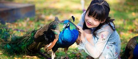 Un pavo real con una niña en un parque.