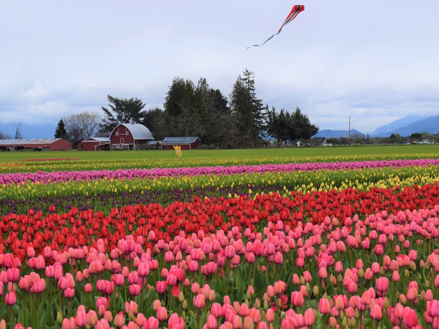 A field of tulips with a red barn and a person flying a kite in the background.
