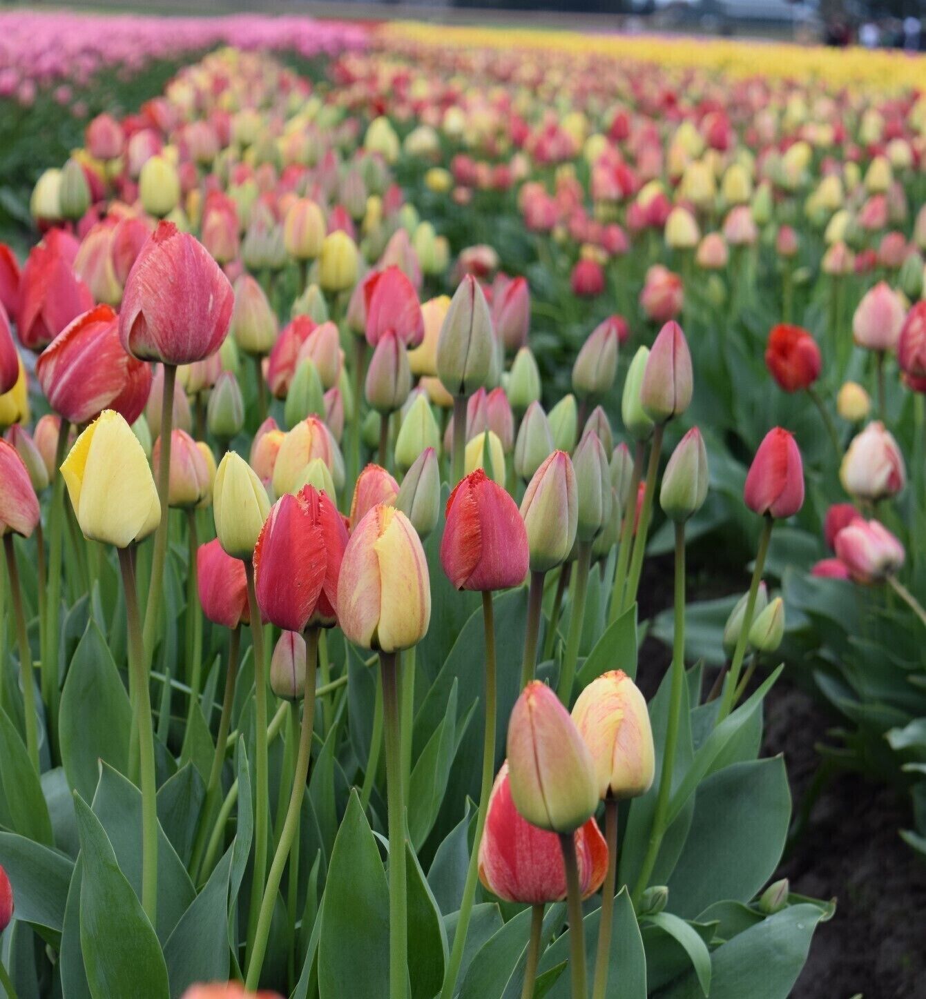 Un campo de tulipanes de varios colores.