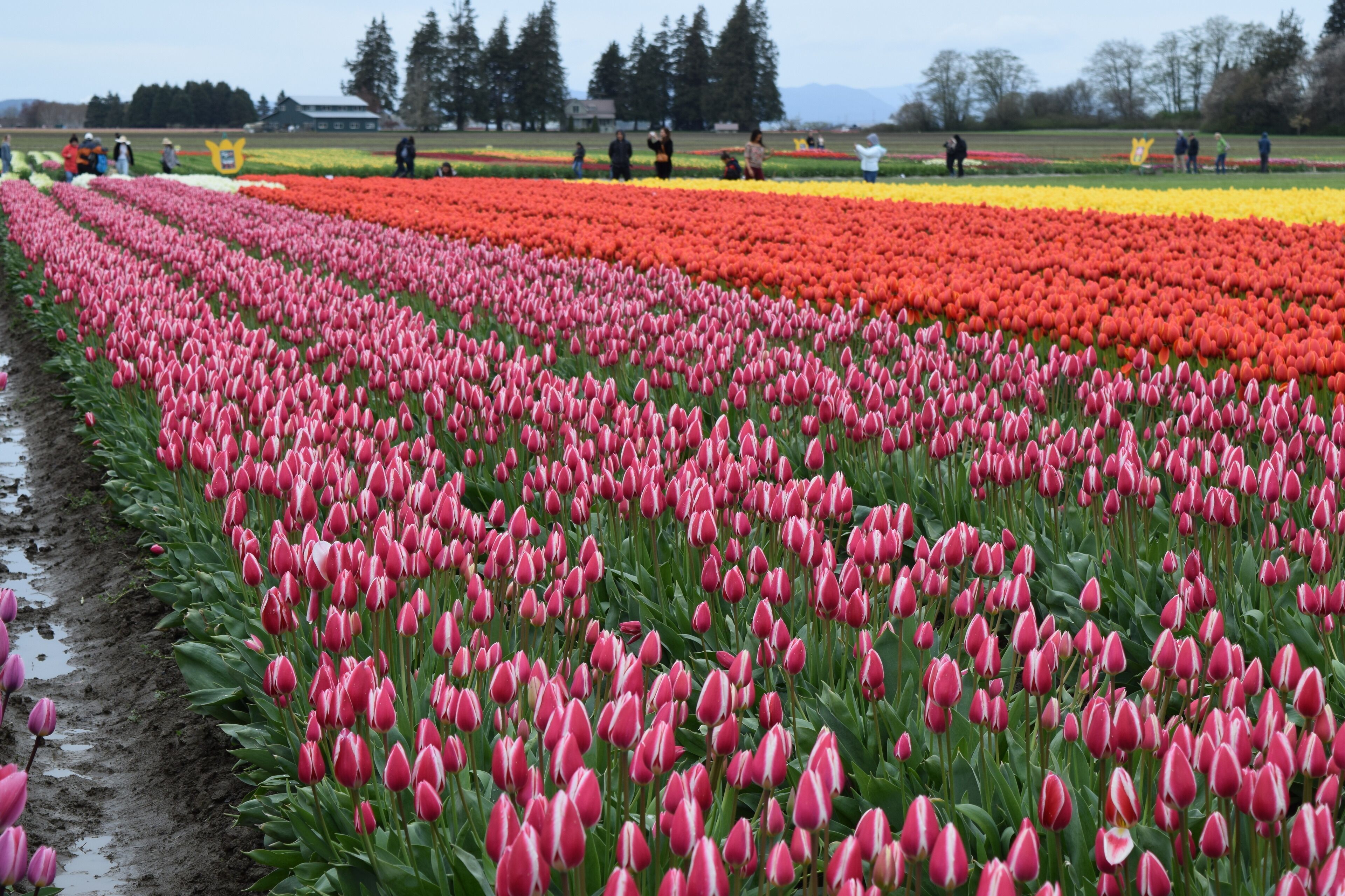 A field of tulips in various colors.