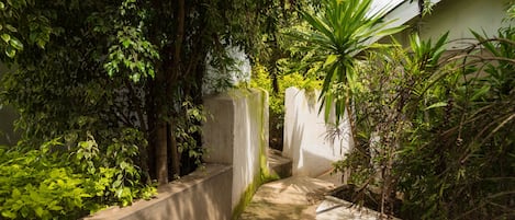 Un sendero de concreto estrecho bordeado de abundante vegetación y una pared blanca.