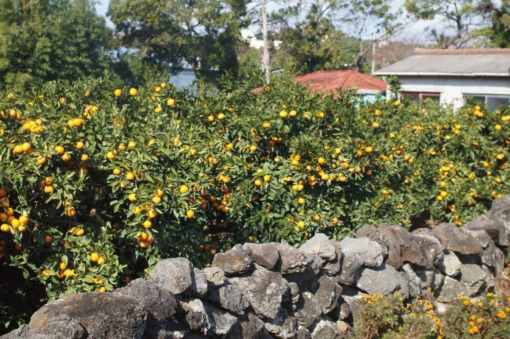 A citrus orchard with dense foliage and numerous fruit-bearing trees.