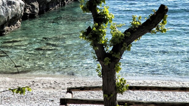 A tree with green leaves in front of a rocky shoreline and clear blue water. - Palia Damouchari (Zagora-Mouresi)