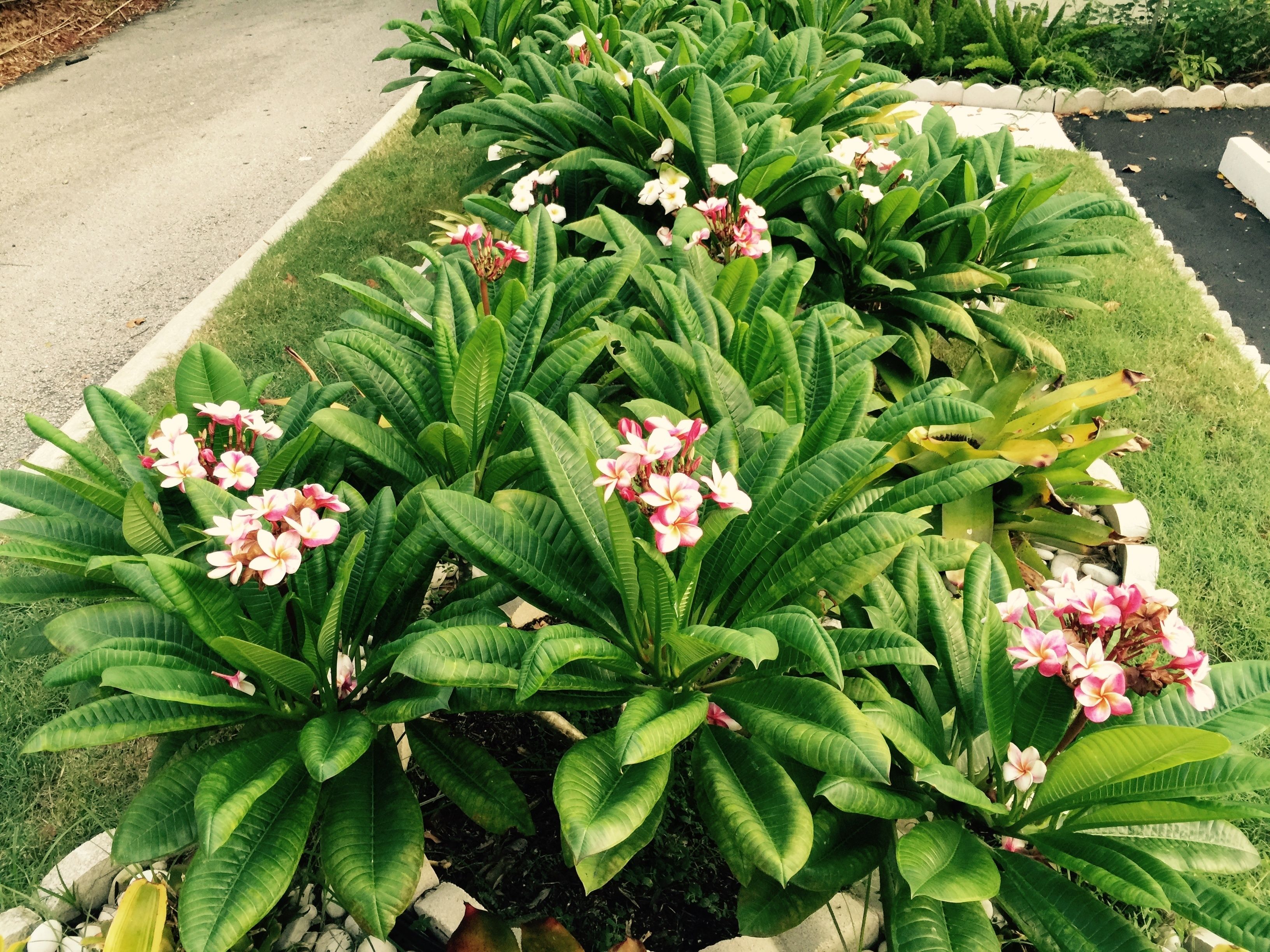 花園