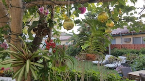A garden with various plants and a wooden pergola with string lights.