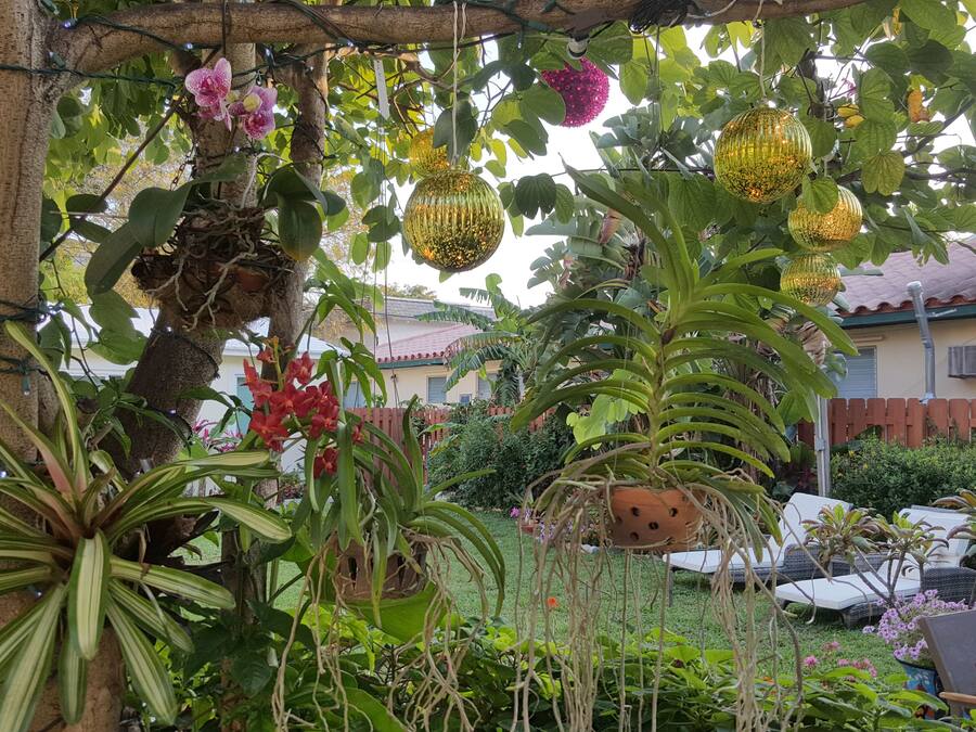 Jardí amb diverses plantes i una pèrgola de fusta amb llums penjades.