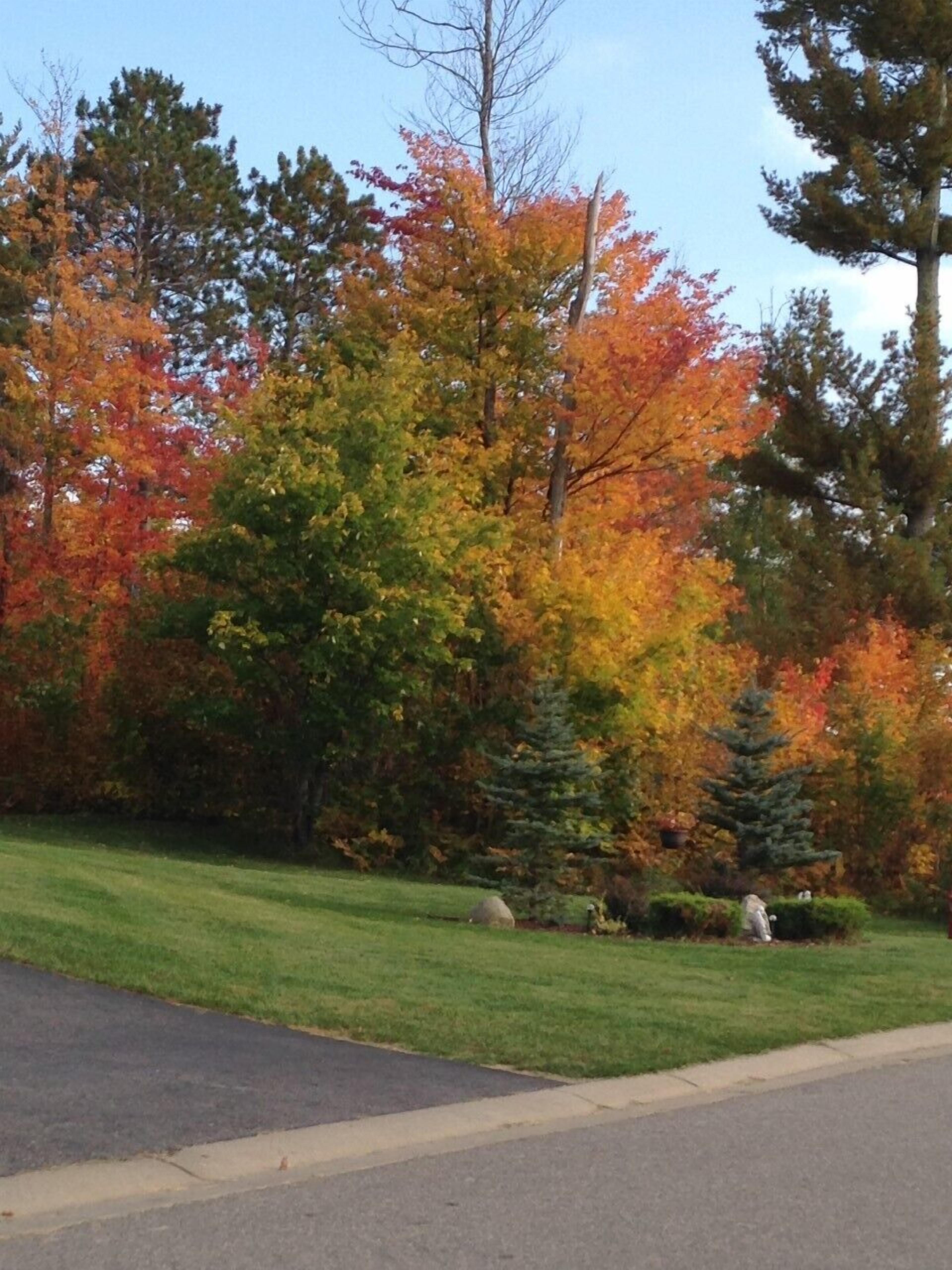 A residential street with autumn foliage, a lawn, and a small tree in the foreground.